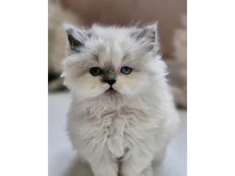 2 aylık erkek british longhair ragdoll