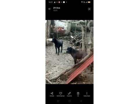 1 yaşında cane corso italyona köpeğimiz