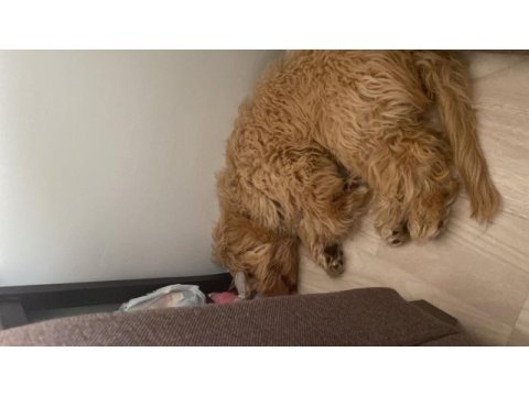 Maltipoo köpeğimize lilaya ömürlük yuva