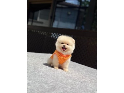 Sağlık ve ırk garantili pomeranian boo
