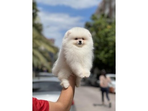 Orjinal pomeranian boo köpeği