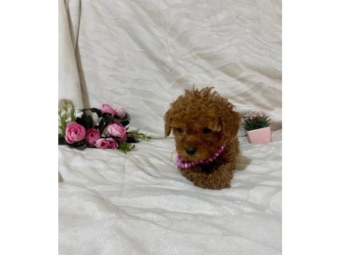 Cici kızımız toy poodle