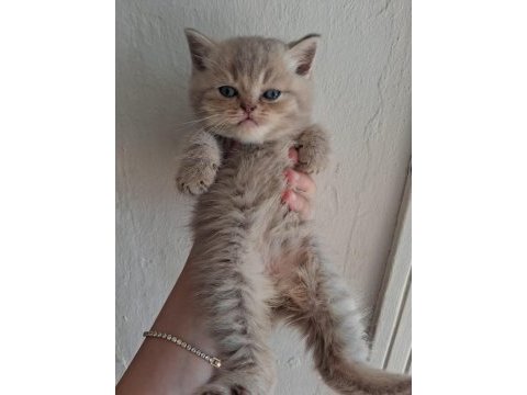 Blue golden british longhair yavrular