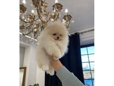 Pomeranian boo yavrular