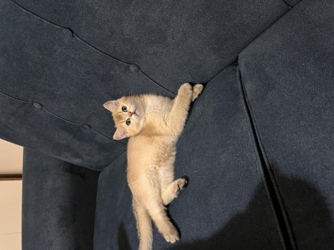 British shorthair