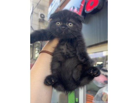 Scottish fold bitter kızlar