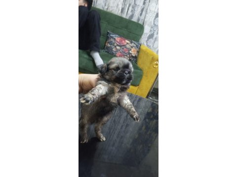 2 aylık 3 dişi ve 1 erkek pekinez