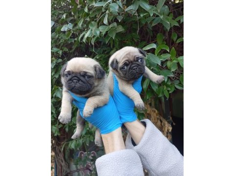 A kalite pug mops sıfır burun bebekler