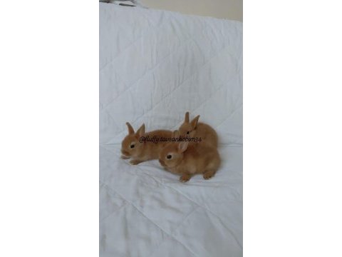 Ev için tavşan yavrusu cins renkli lop cüce