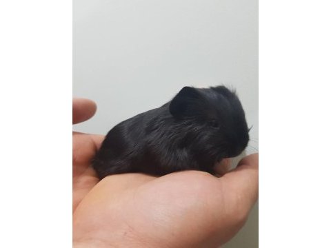 Safkan black sheltie ginepig bebek