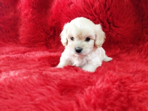 Kore maltese terrier yavrularım
