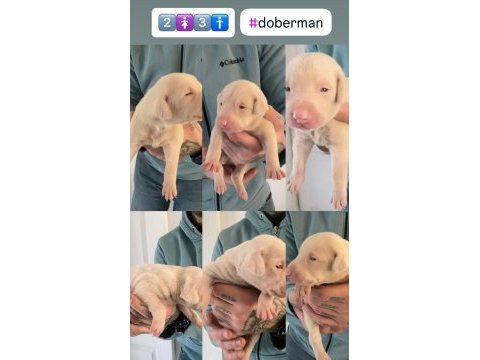 Albino doberman yavruları özel hissetmek isteyenler