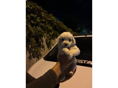 Terrier maltese yavrular ırk sağlık garantili