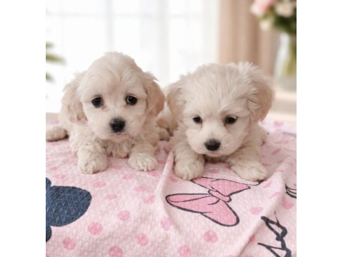 Maltese terrier miniklerim