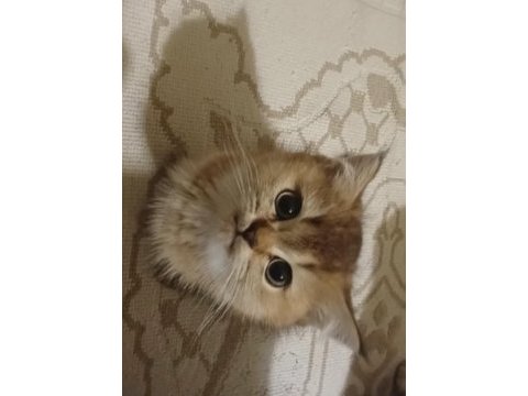 Safkan golden british shorthair