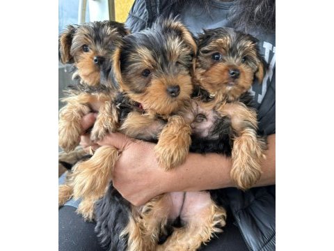 Yorkshire terrier 2 aylık 1 dişi 2 erkek