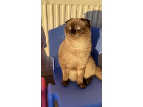 1.5 yaşında çok acil scottish fold