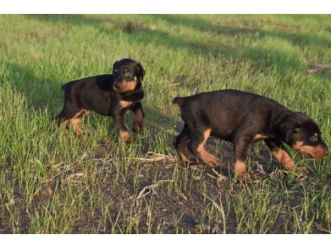 Europa doberman yavrular