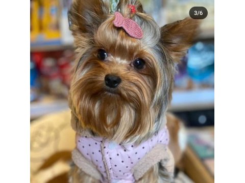 3 aylık dişi tea cup yorkshire terrier