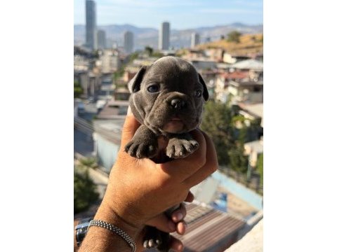 Egzotik fransız bulldog yavrularımız