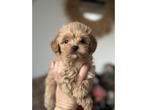Kore maltipoo teacup bebeğim