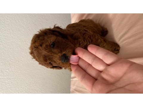 Red brown toy poodle dişi