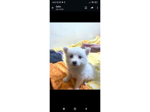 2.5 aylık yavru pomeranian boo
