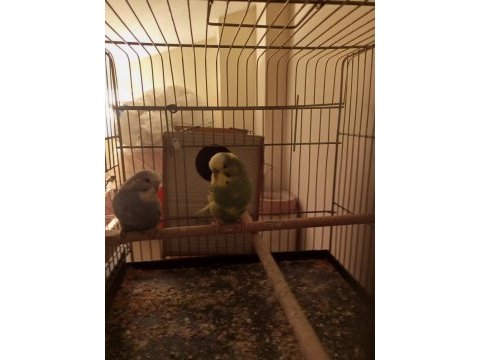 3 takım jumbo muhabbet kuşu sultan papağanı takas olur