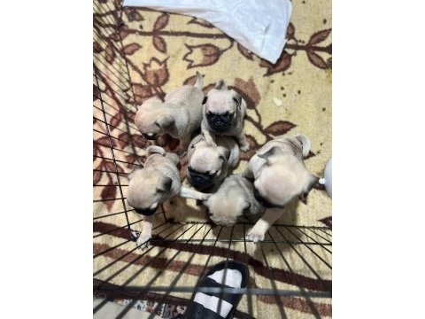 Anne altından sağlıklı sevimli orjınal pug yavruları