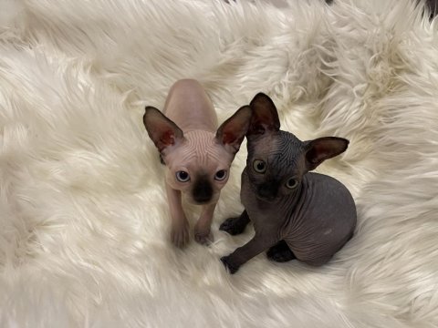 Sphynx sfenks dişi erkek