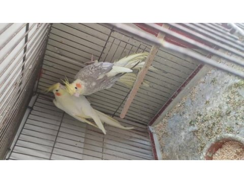 Evcil uysal ele alışık papağanlar