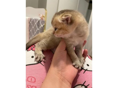 45 günlük dişi scottish fold yavrum