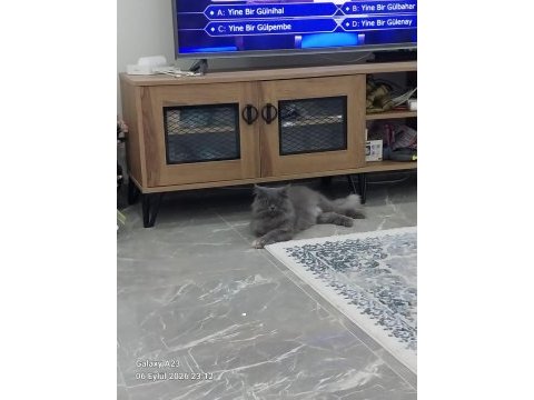 Kedimizi bedava sahiplenmek isteyen bana ulaşsın
