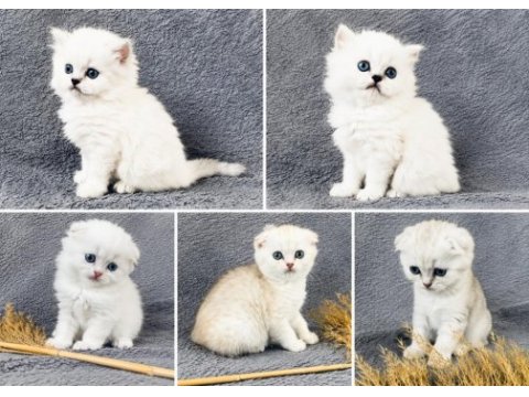 Scottish fold silver bebekler