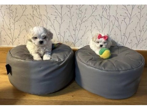 Mükemmeli kalite maltese terrier yavrularımız