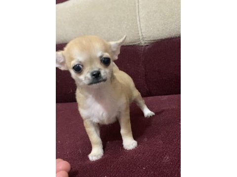 Tatlış insan delisi bir chihuahua kız