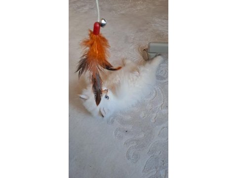 Yakışıklı prens adayı british longhair