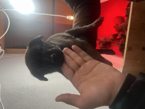 Sağlam ve gerçek bir belçika kurdu yavruları mevcut