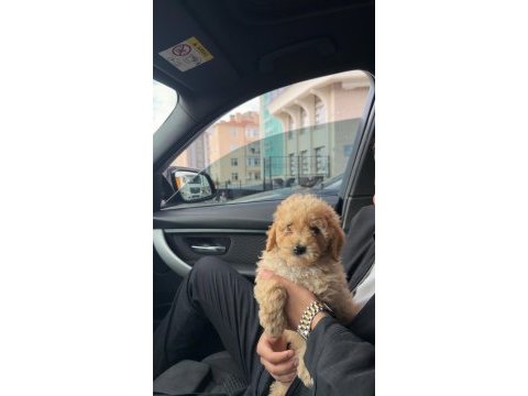 Acil sahiplendirilecek 3 aylık erkek toy poodle