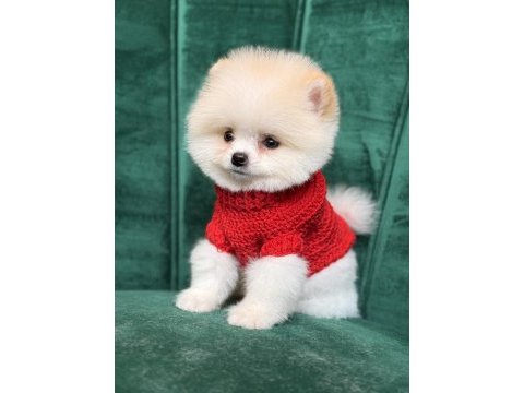 Pomeranian yavrular geldi