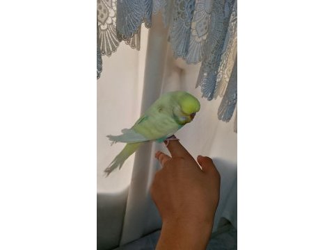Şov jumbo muhabbet kuşu