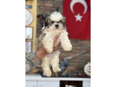 Shih tzu core bebekler