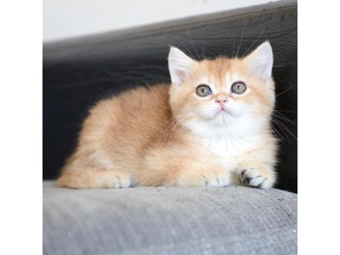 Safkan golden ny11 anne baba şecereli dişi british shorthair