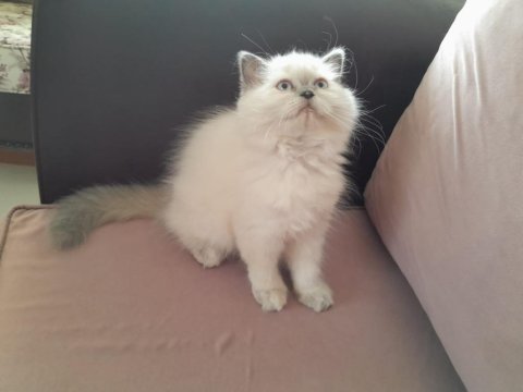 Maviş kızım iran kedisi