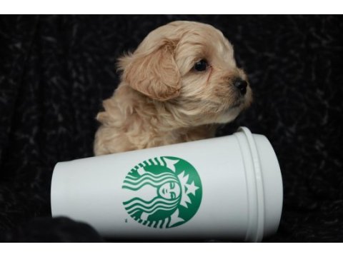 Maltipoo yavrularımız rezervasyon için müsaittir