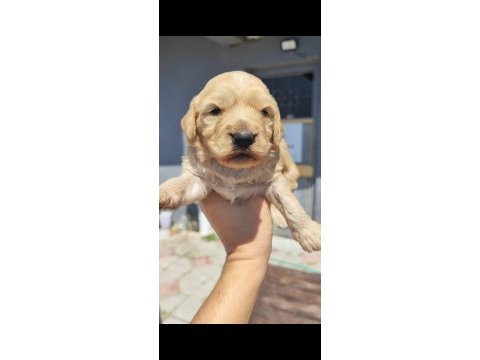1 dişi 4 erkek maltipoo bebeklerim