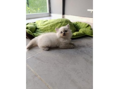 Scottish fold longhair