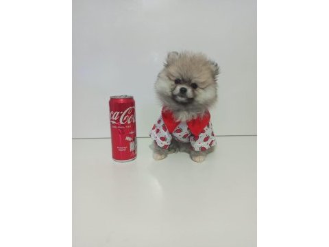 Teacup pomeranian yavrular