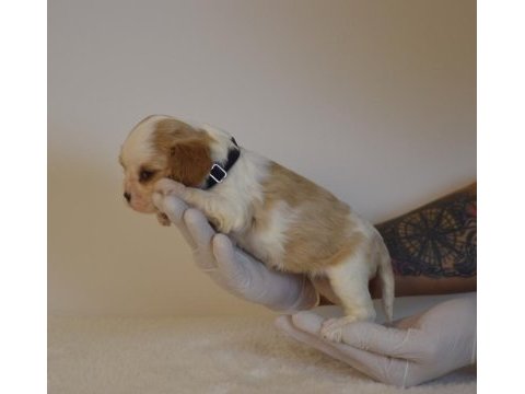 A kalite cavalier king charles yavrular