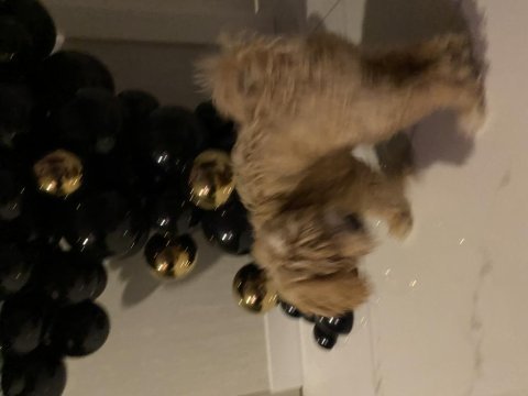 Acil sahiplendiriyorum 4 aylık maltipoo